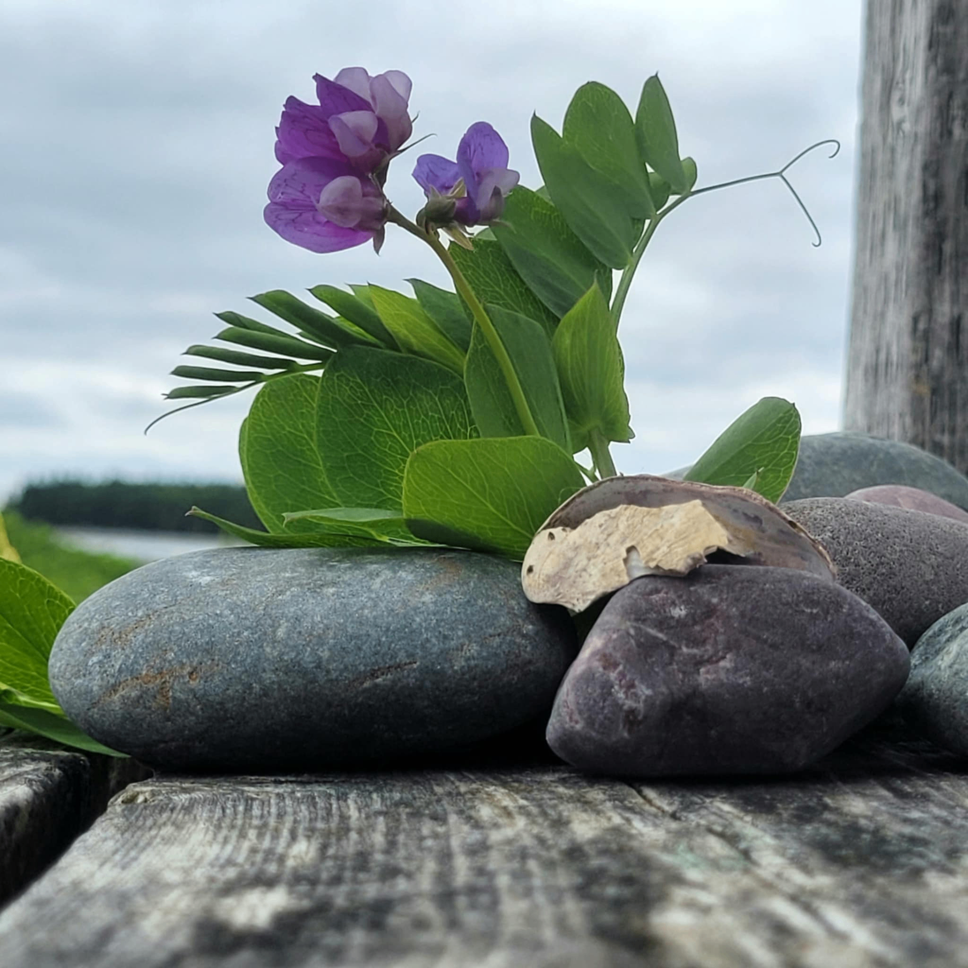 Stones and wildflowers on weathered wood